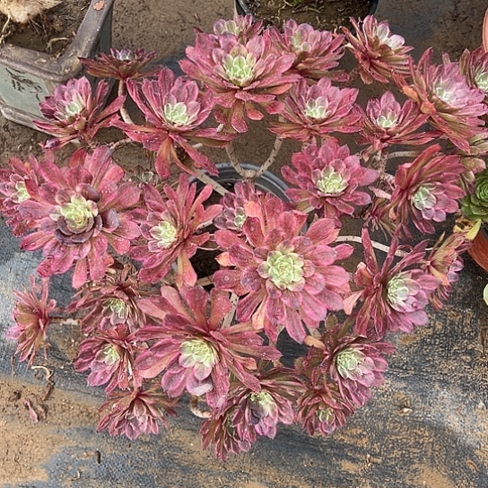 多肉植物大母本40号