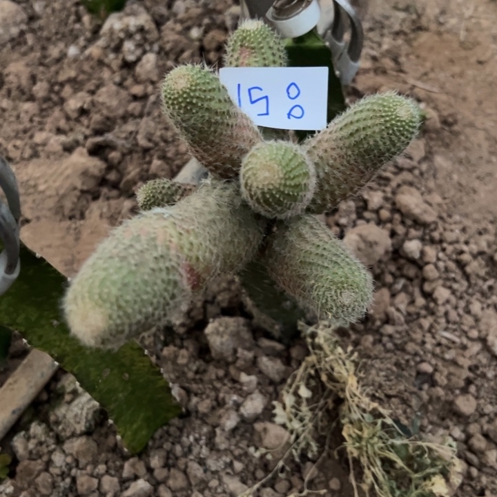 琴***姐J58袖普嫁接宝山日落35