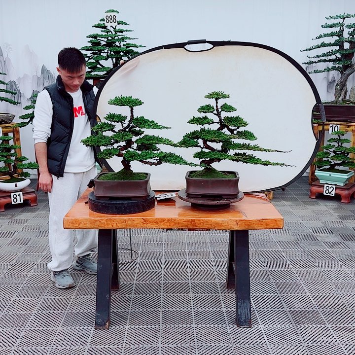 我***输无花朵松柏盆景，一物一拍