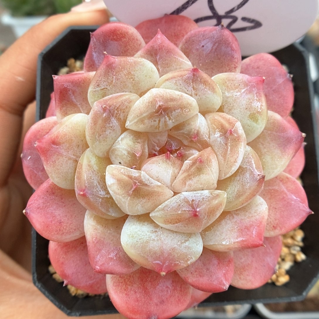 糖心冰魄可拍780号