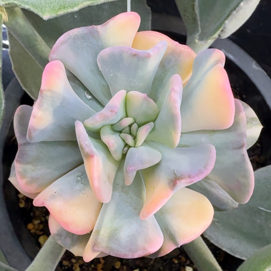 一颗的推进花脸锦多肉锦