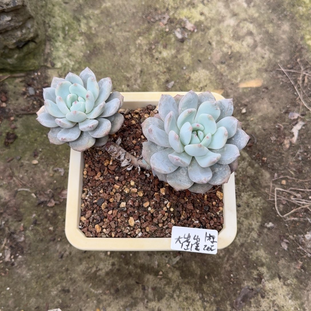 大催催一棵弹弓橙20元