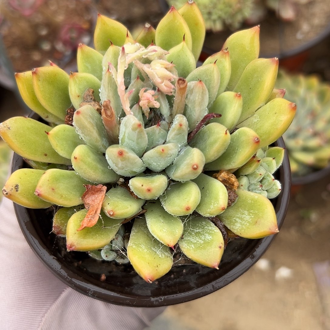 多肉植物爪杂多hv