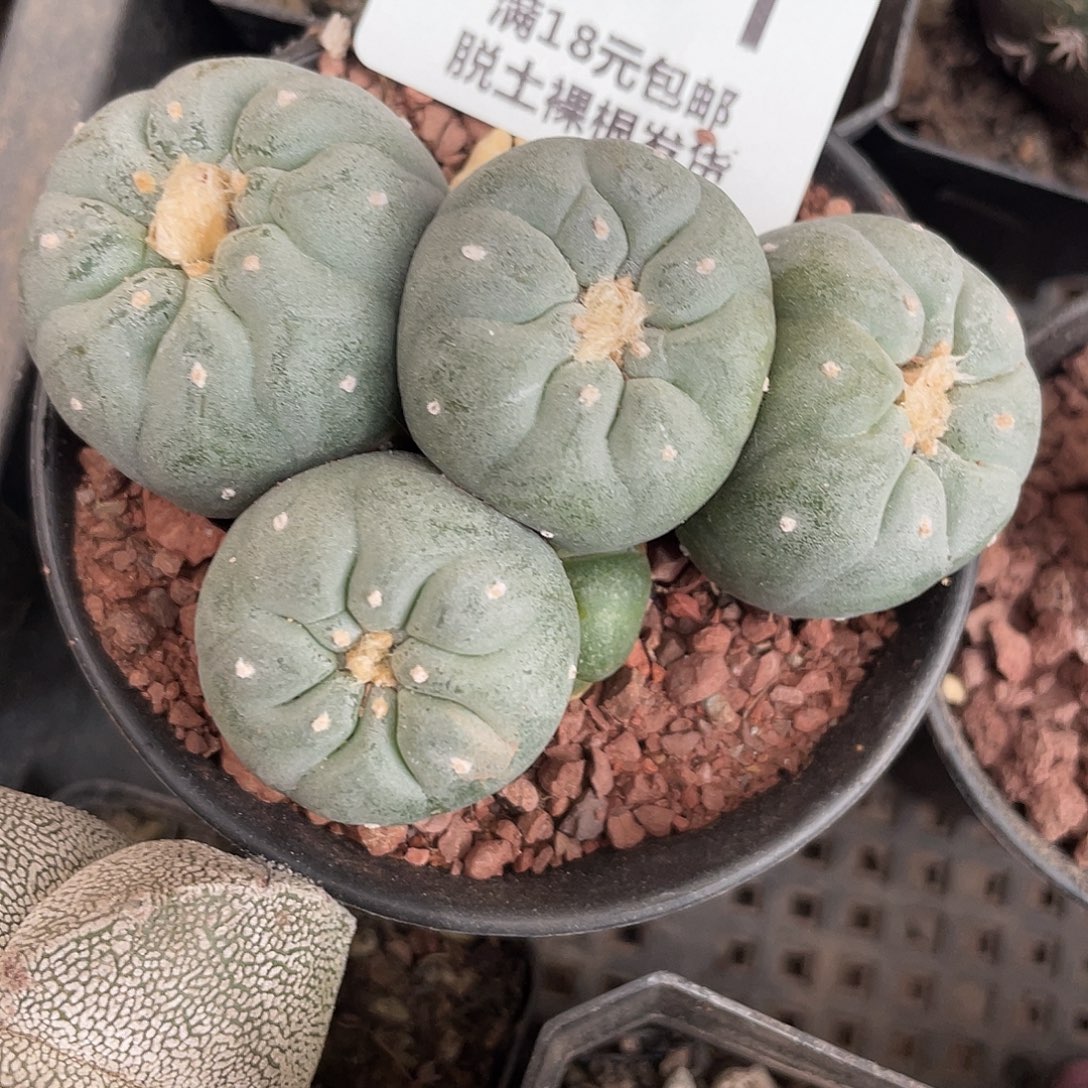 971多头海鲜（满18元包邮）