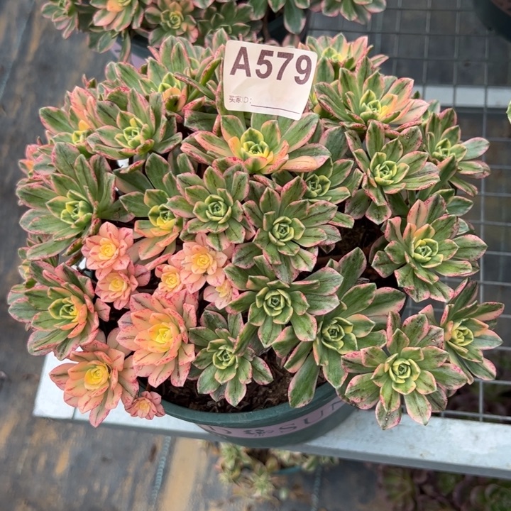 579甜茶22厘米左右