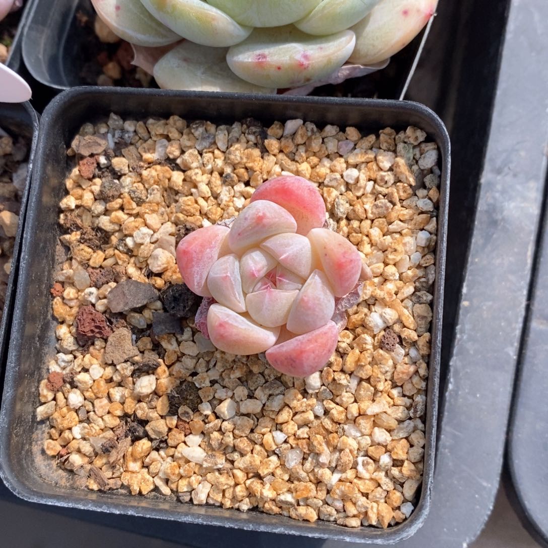 精品多肉一物一拍不包整889