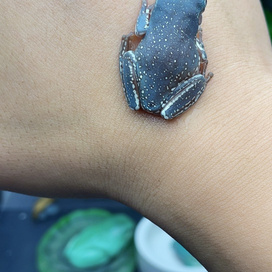 老爷树蛙9号蓝老爷