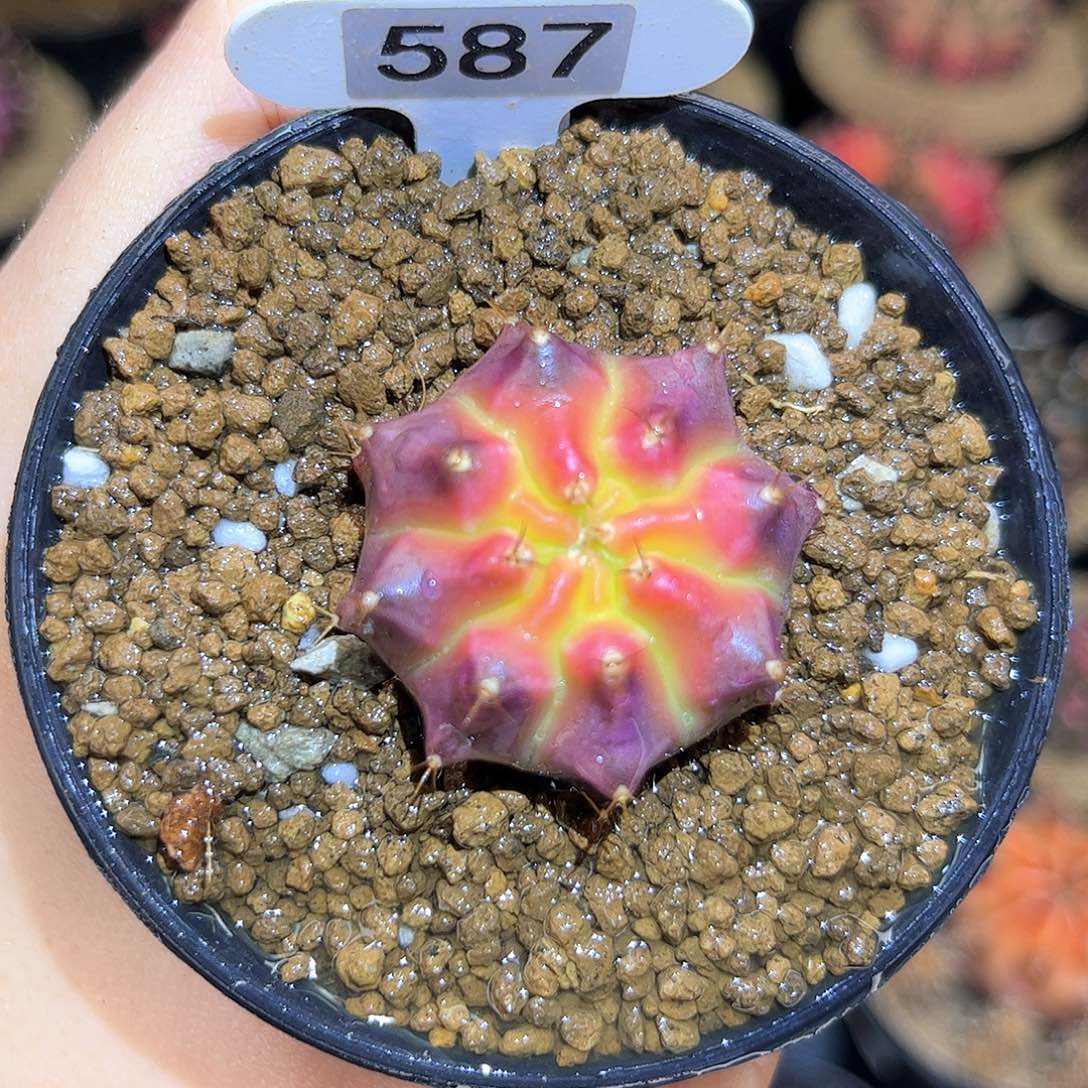 绝绝子 米哈仙人球