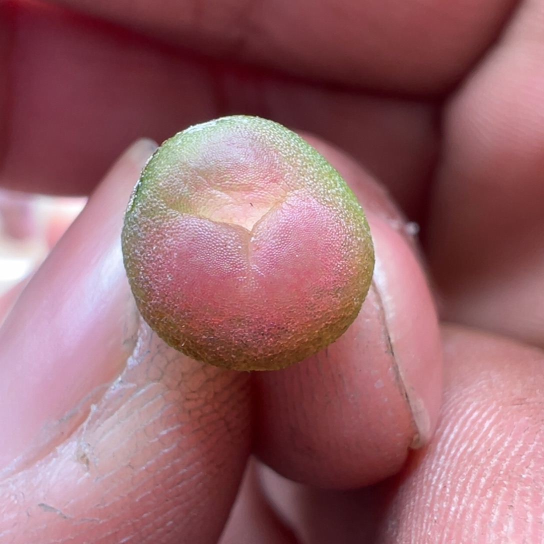 648开播福利紫皮拉登一颗