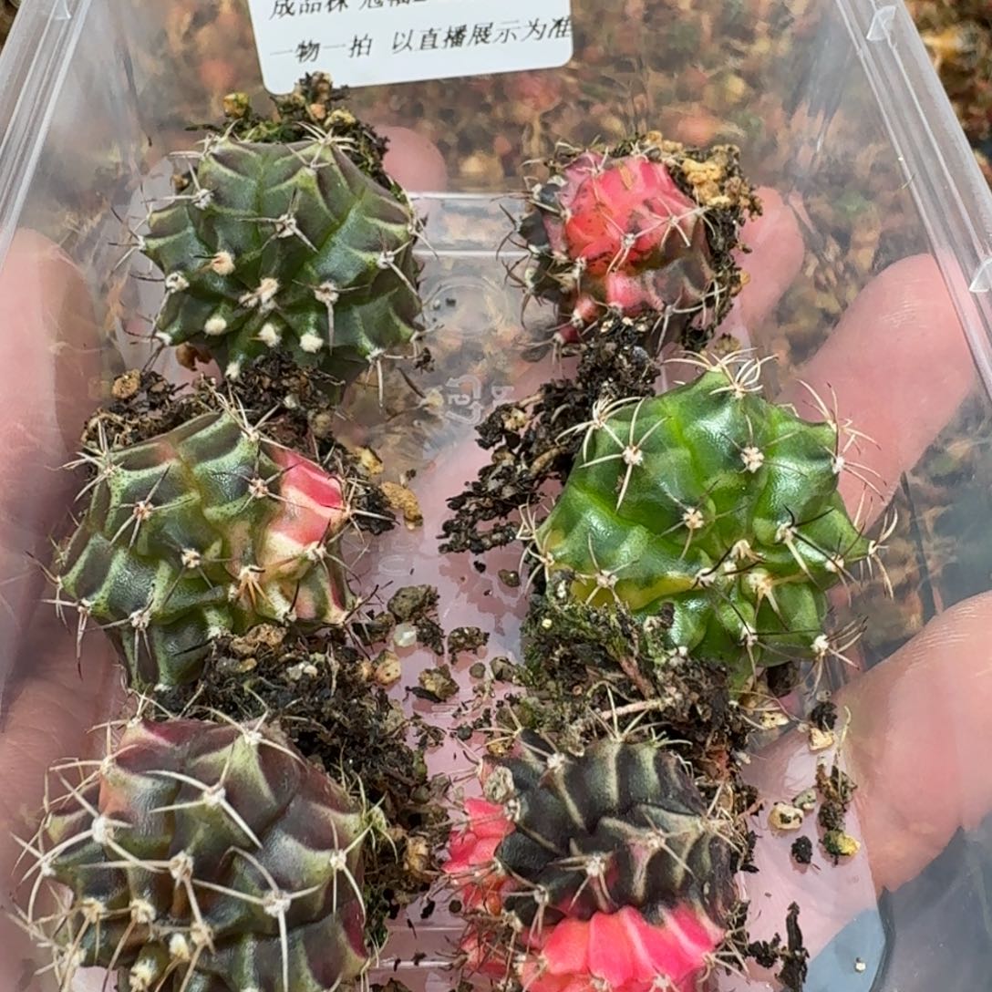 米哈实生自然锦海轮系列02