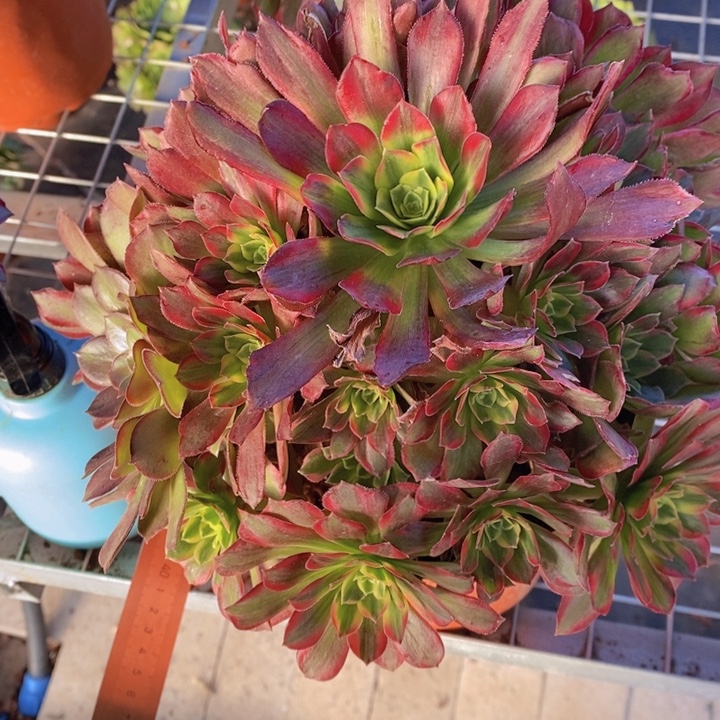 闪购法师1棵安娜法师