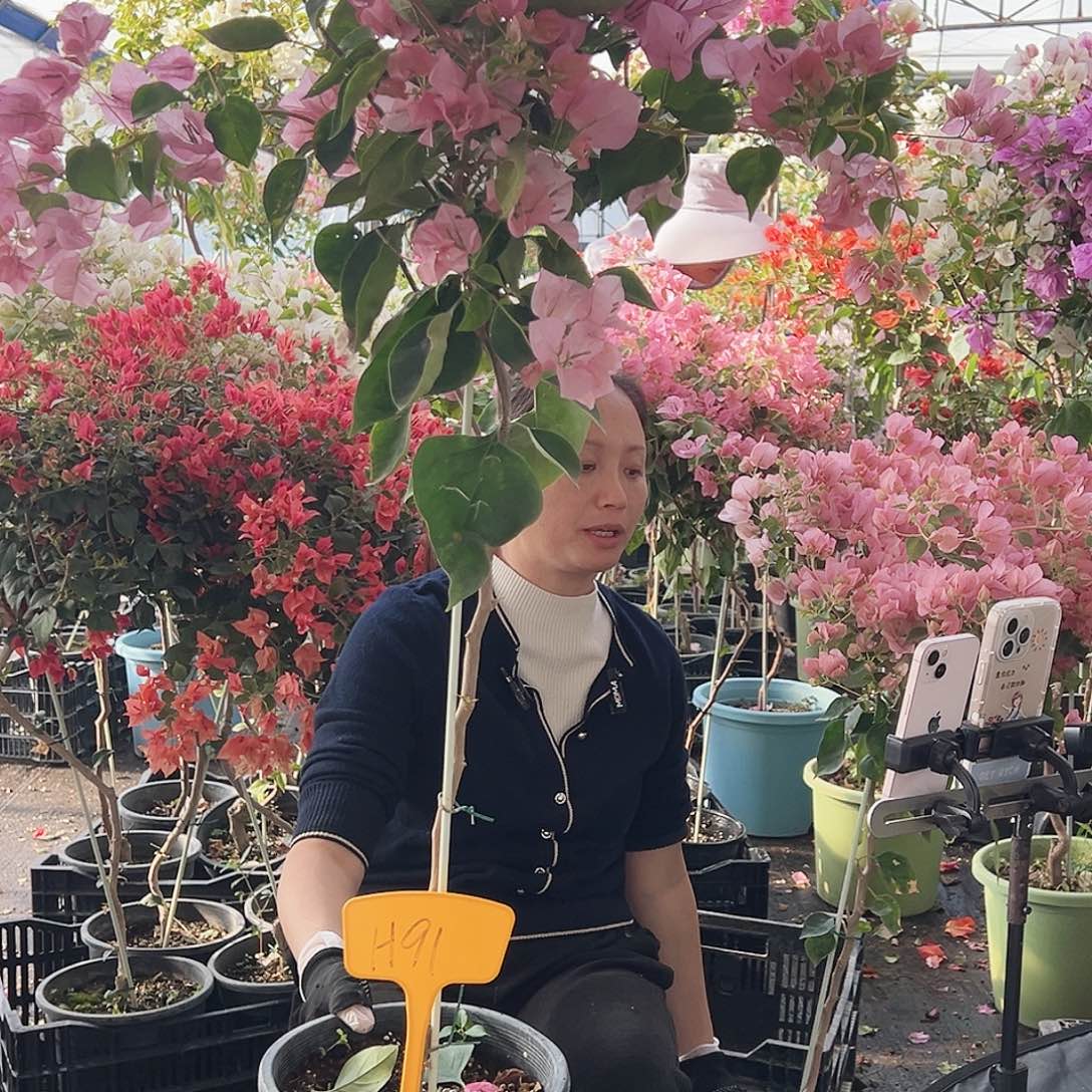 *****大部分花苞少量开放H91暗丽