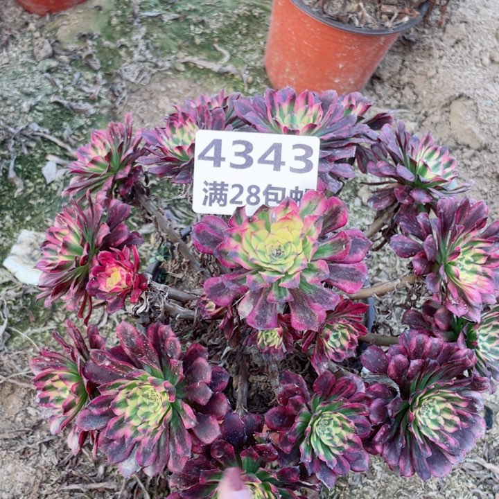 4343一号棚舞天姬