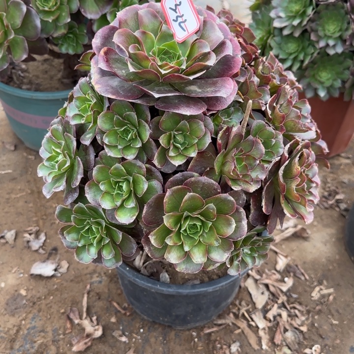 3-32枚金多肉不包售后