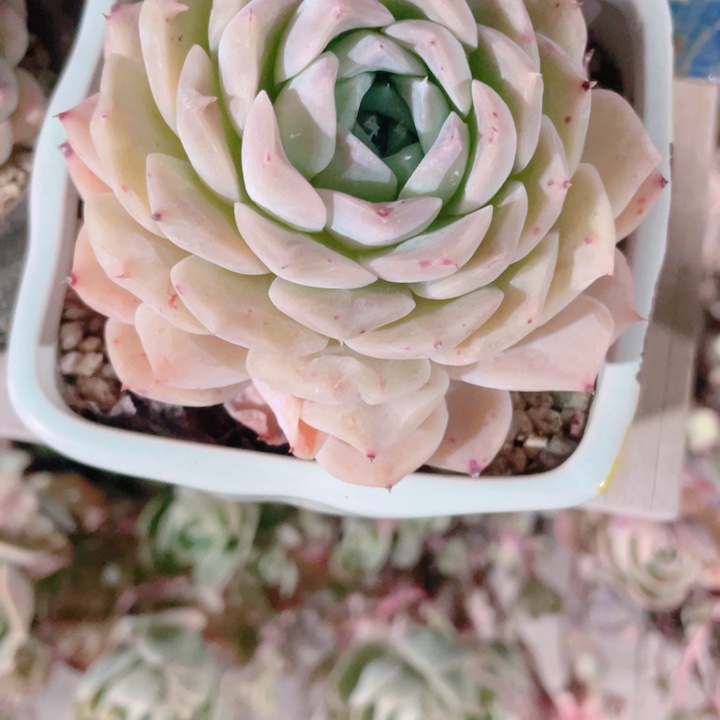 魔***儿多肉植物多肉植物