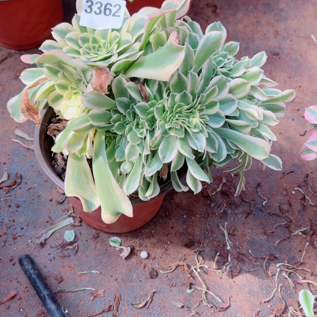 你3362 号多肉法师新年福利