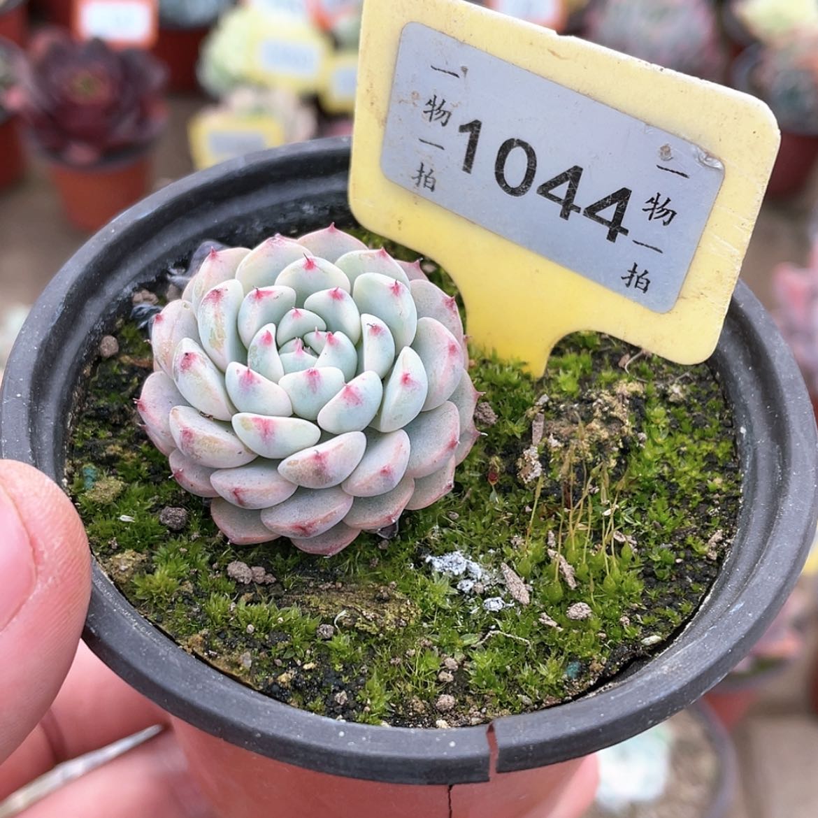 【闪购商品】1044号