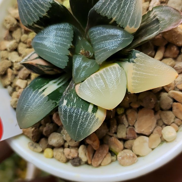 302和田玉克锦6厘米左右一物一拍带盆