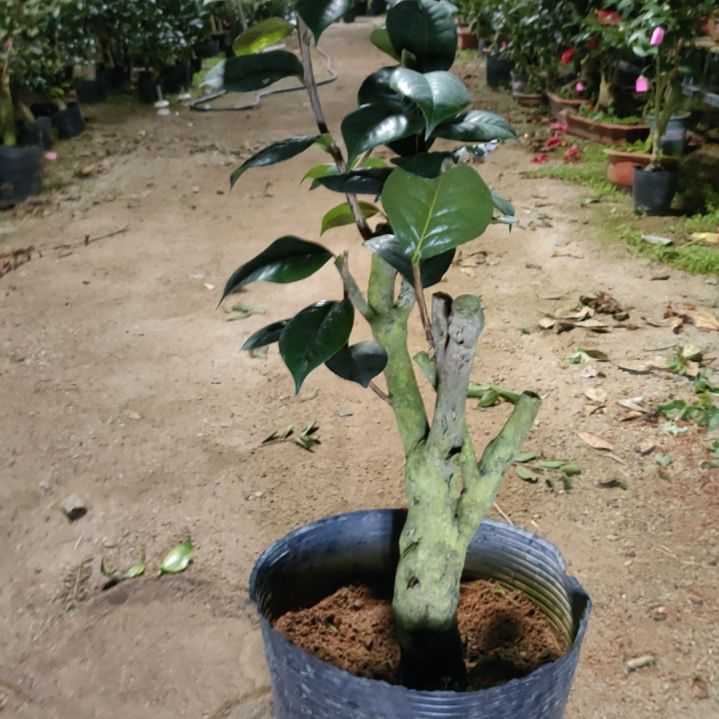 全部花苞情人节砍桩