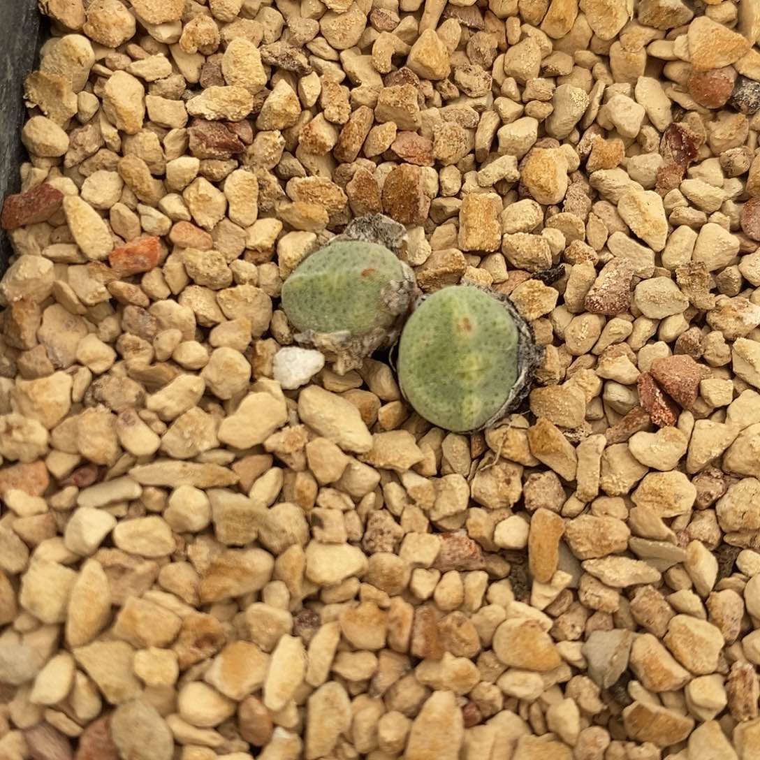 24339。 双头绿豆糕一颗。    