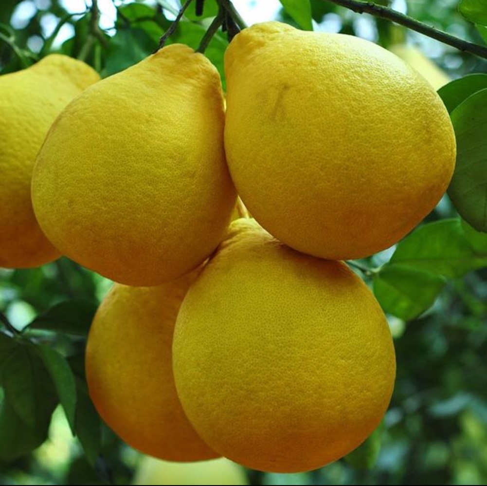 广西沙田柚新鲜老树柚纯甜不酸沙田柚新鲜当季水果果园产地直发