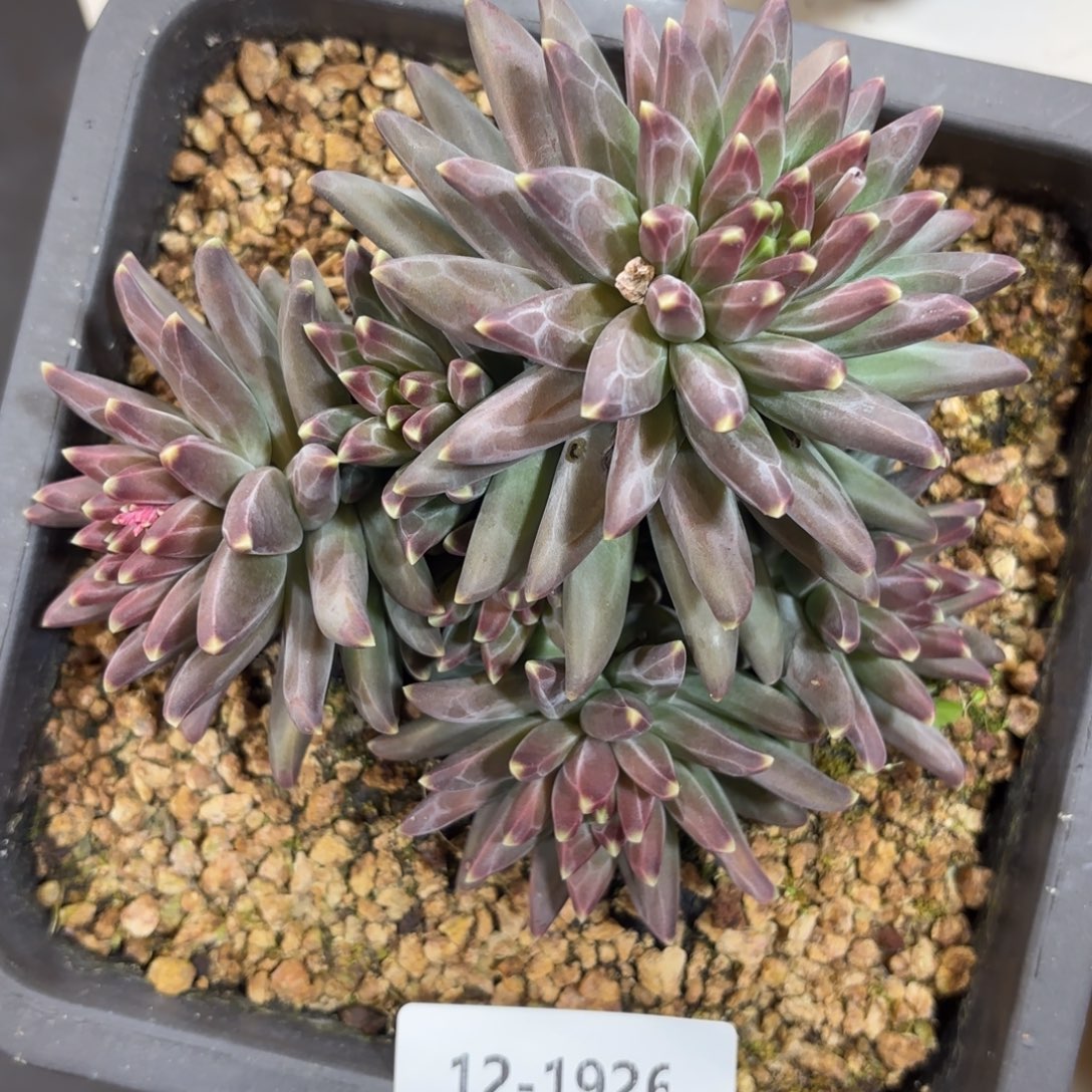 1926梵高美人多肉植物