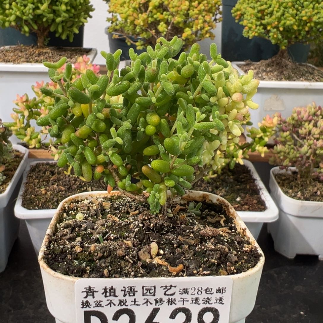 D2638米粒阴阳锦枝干