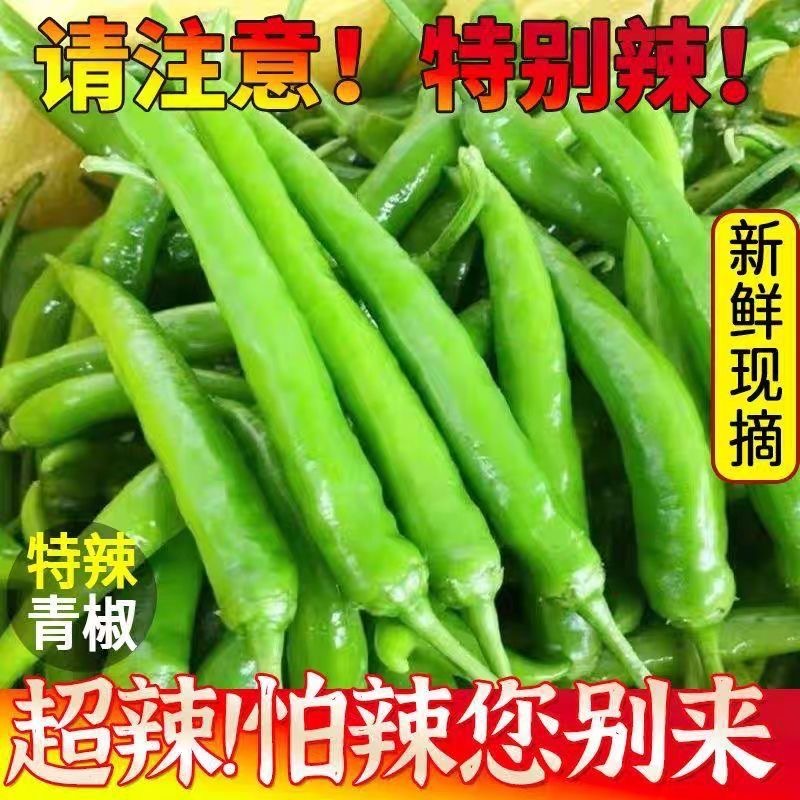 新鲜现摘特辣薄皮杭椒适合炒肉的农家青辣椒