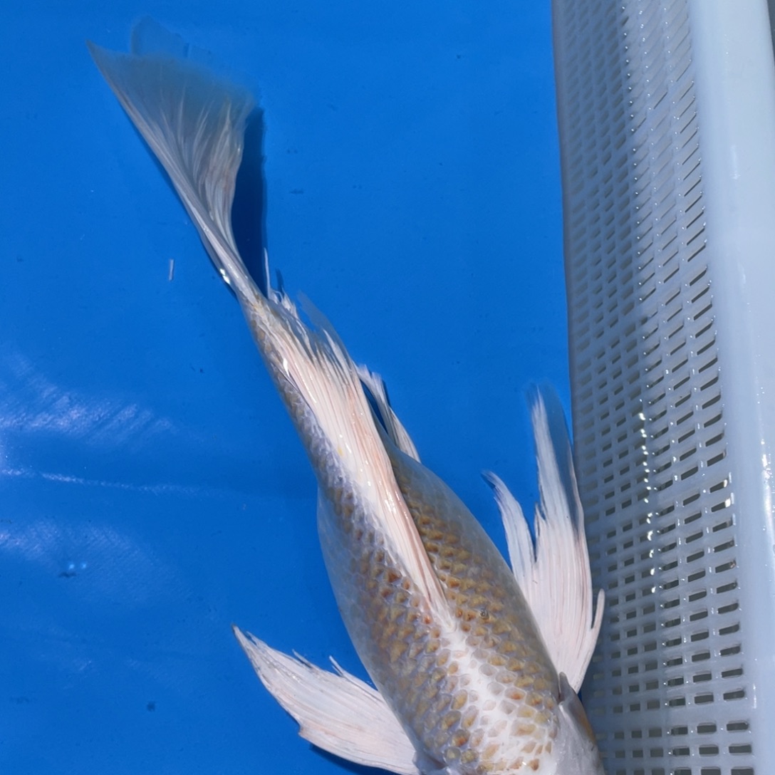 锦鲤锦鲤蝴蝶鲤鱼包邮