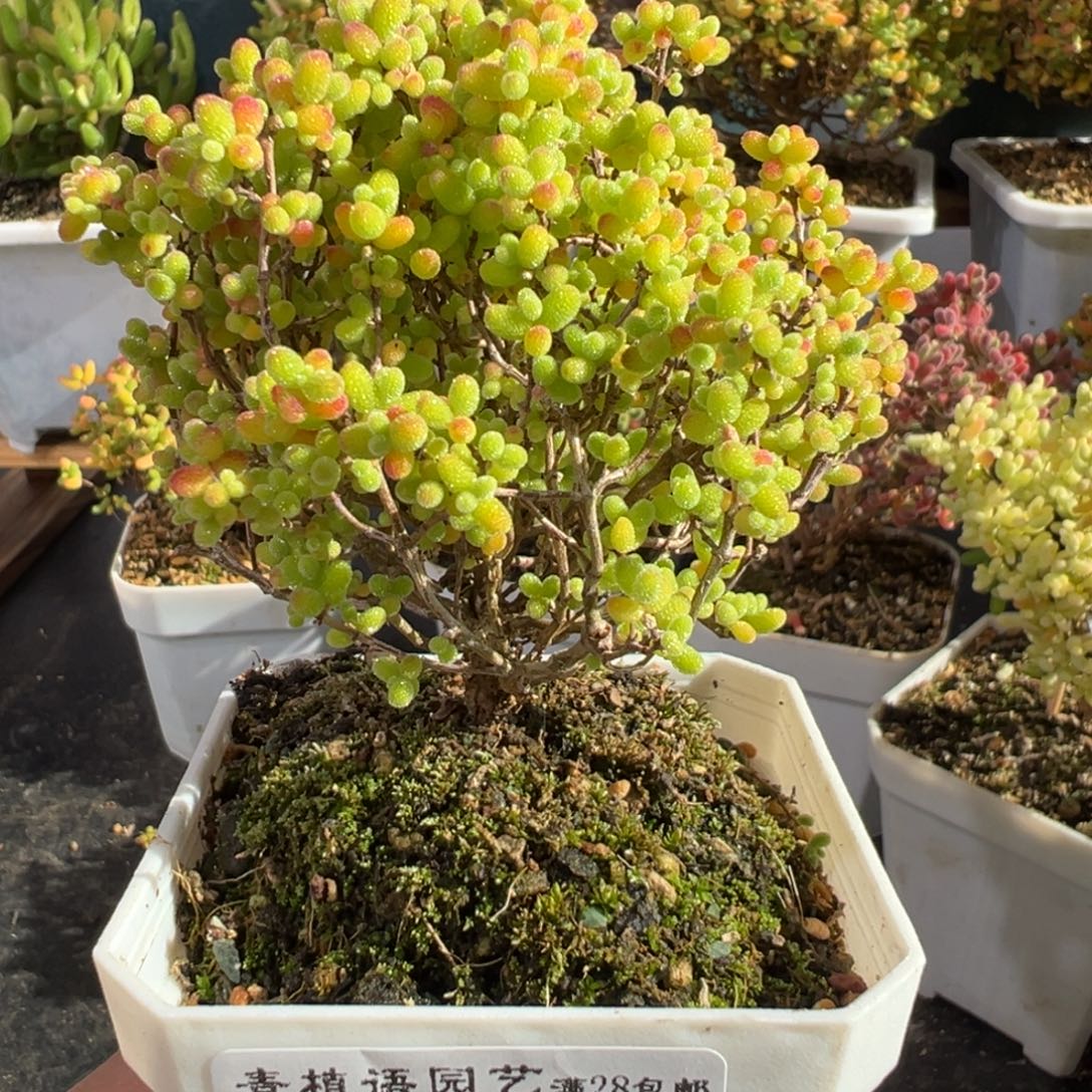 D2547蜜桔精控老桩