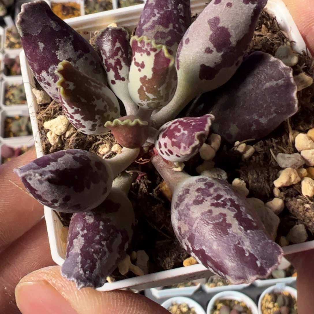 奶牛斑变异斑海豹多肉植物水泡