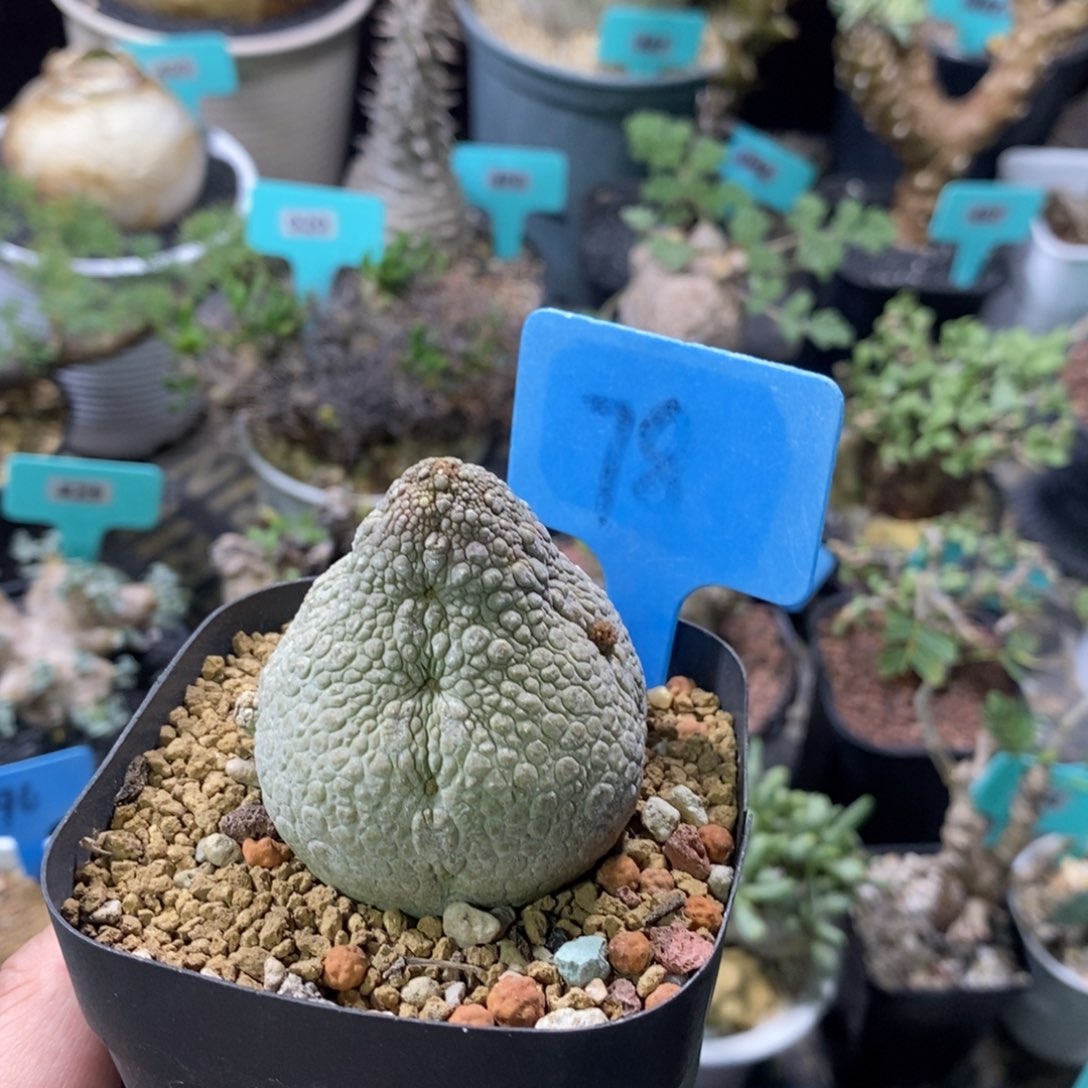 凝蹄玉多肉植物一个