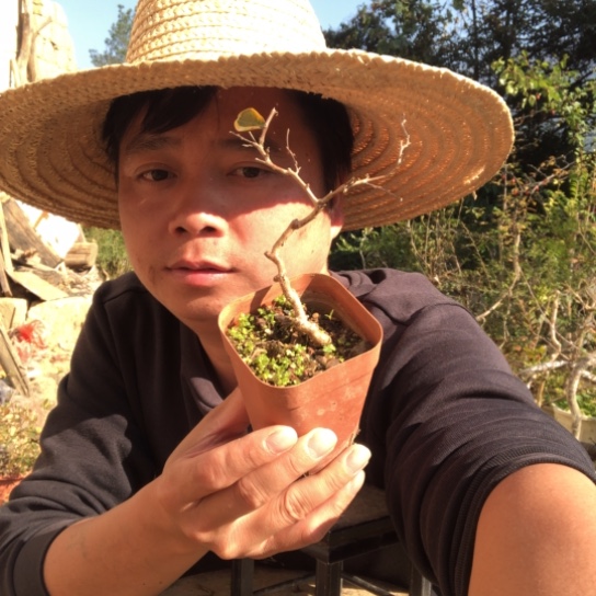 无花朵盆景盆栽植物（不包成活率，不退不换）