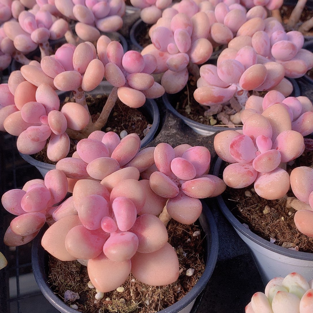 桃蛋群4577890000000