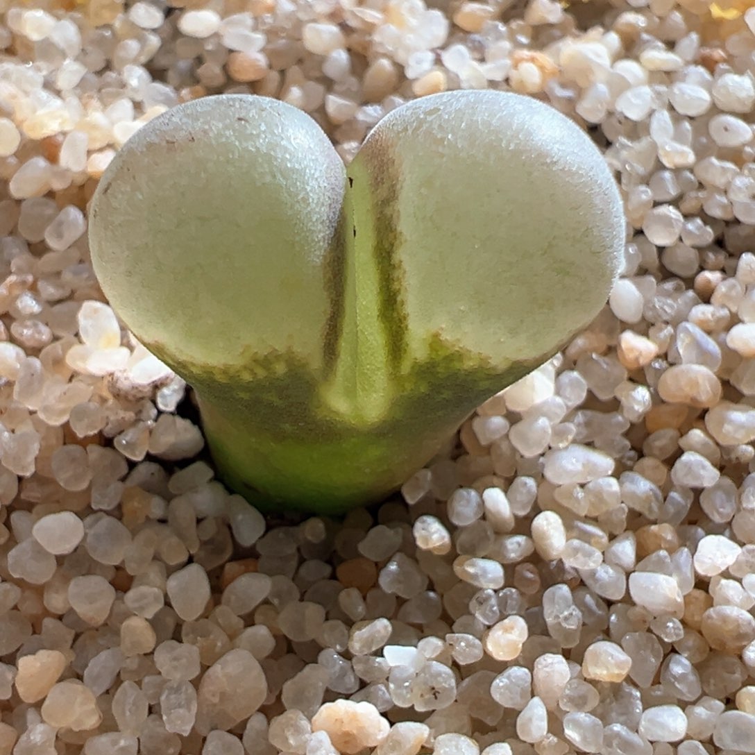 303青蛙优选1089鲑鱼粉两年半