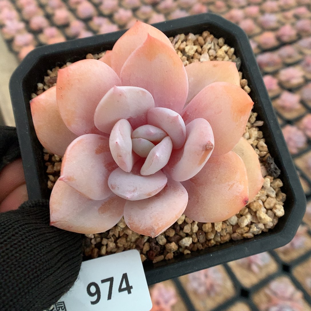 974奶茶多肉植物666