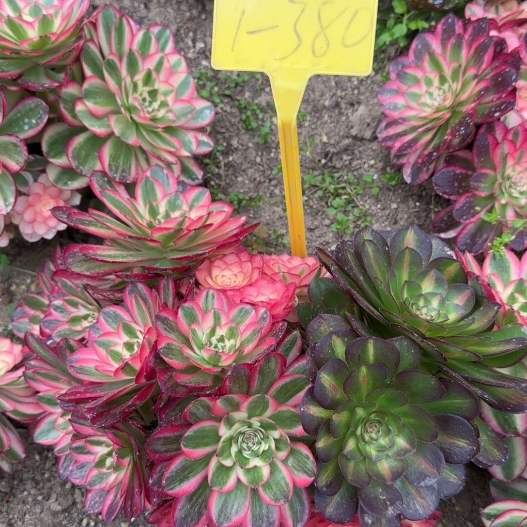 1-380-+多头多肉植物倾城