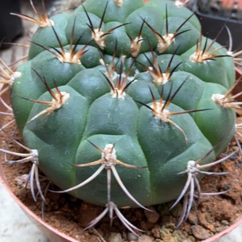 新天地仙人球12米仙人球