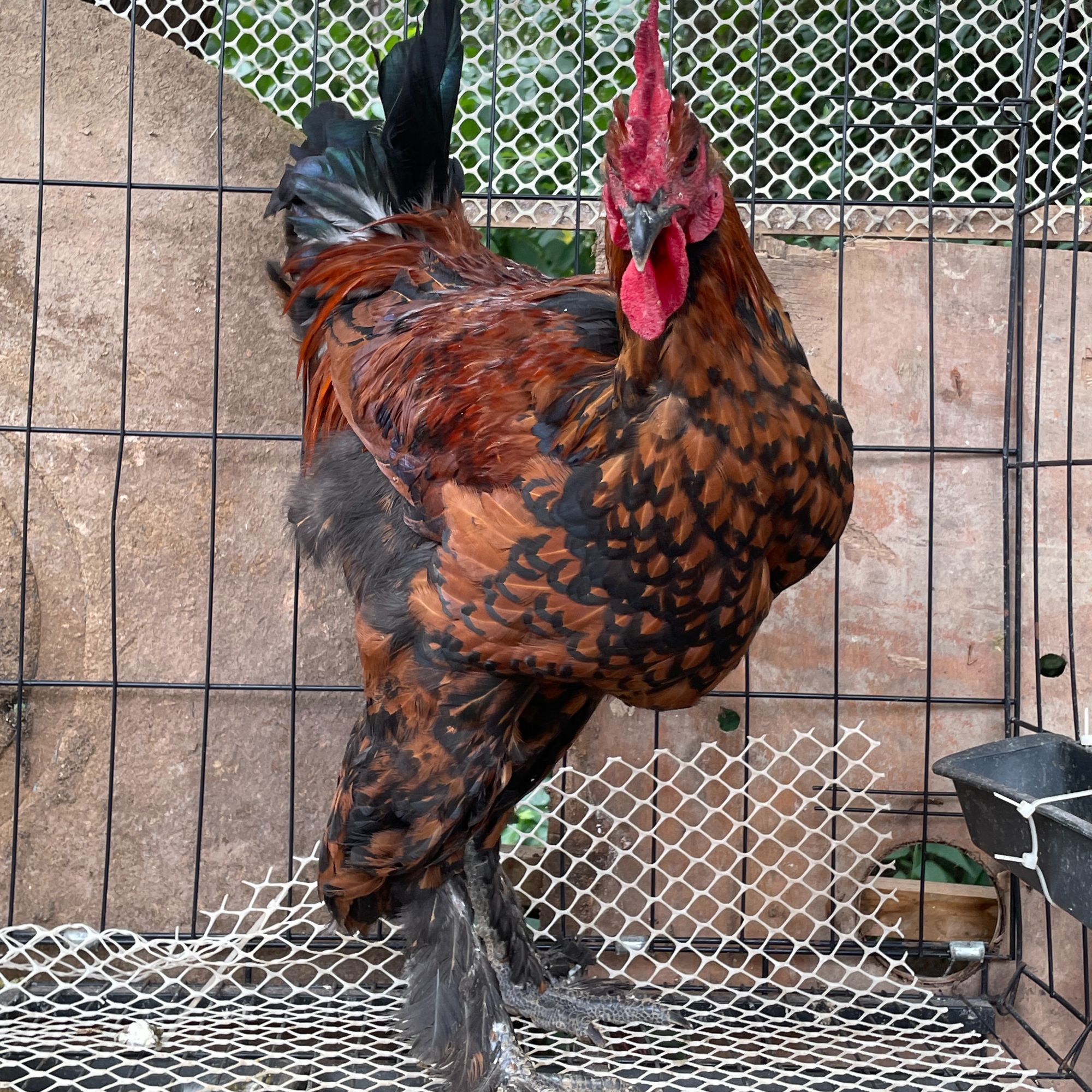 活体宠物鸡 顺丰包邮