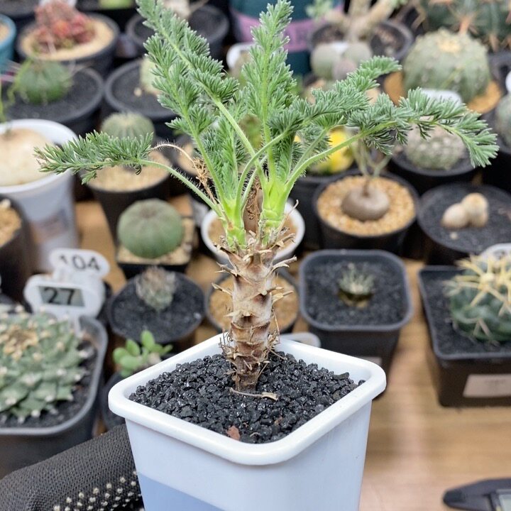 309号实生龙骨洋葵 高度8cm