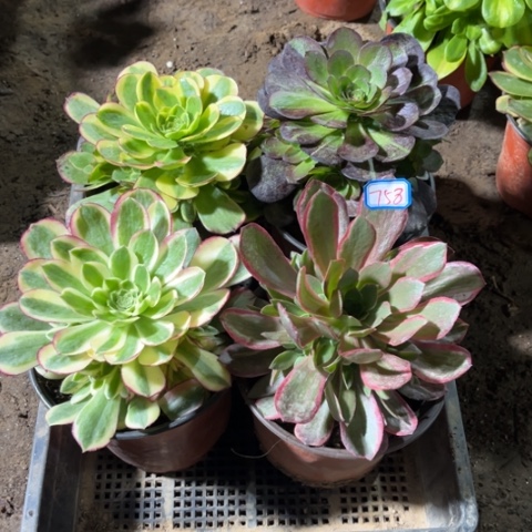 758多肉植物组合