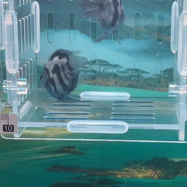 鹦鹉鱼宝蓝一对15号单