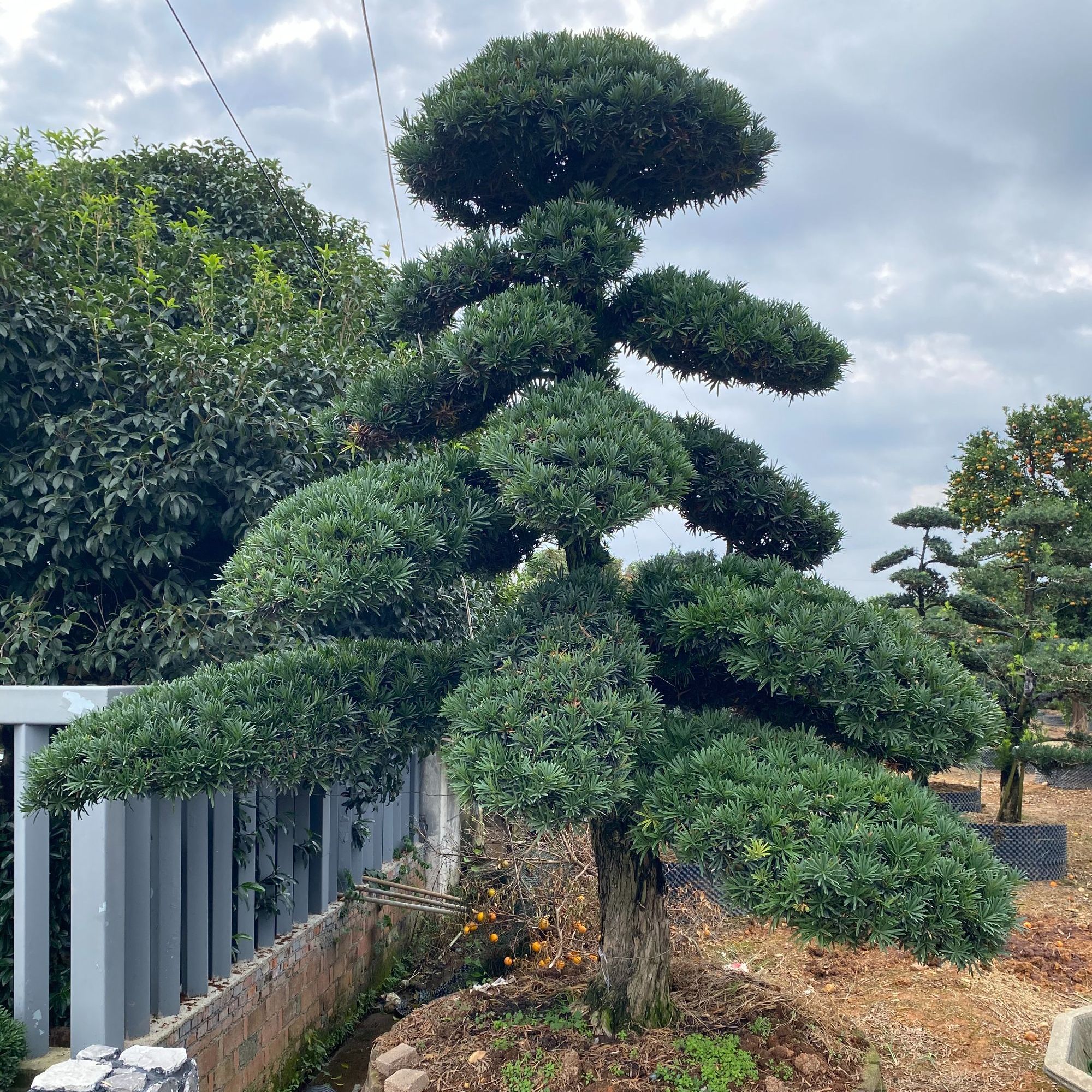 造型罗汉松地栽盆栽  庭院 别墅 花园