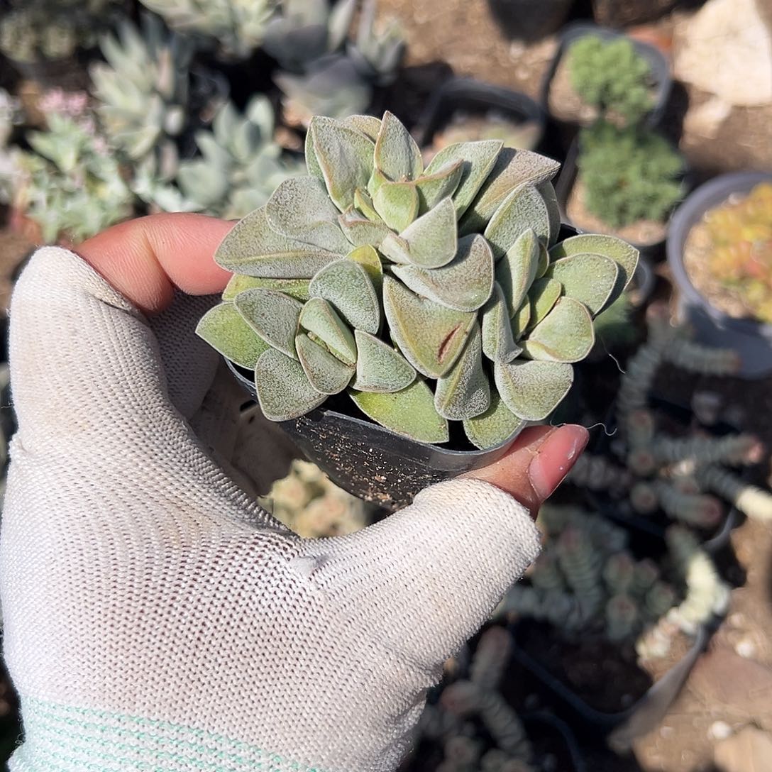 多肉植物多肉植物