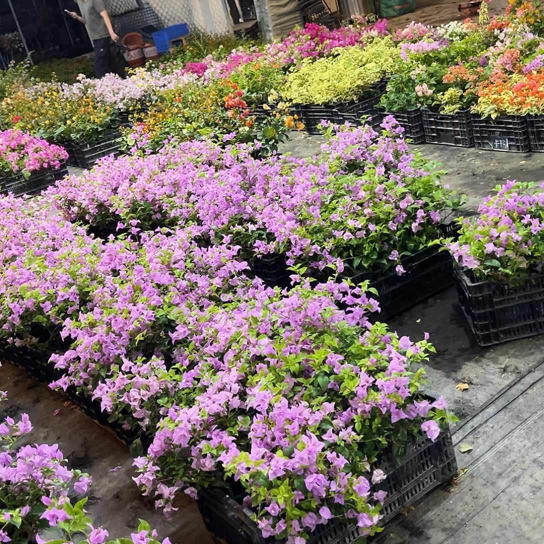 大部分花苞少量开放三角梅一颗