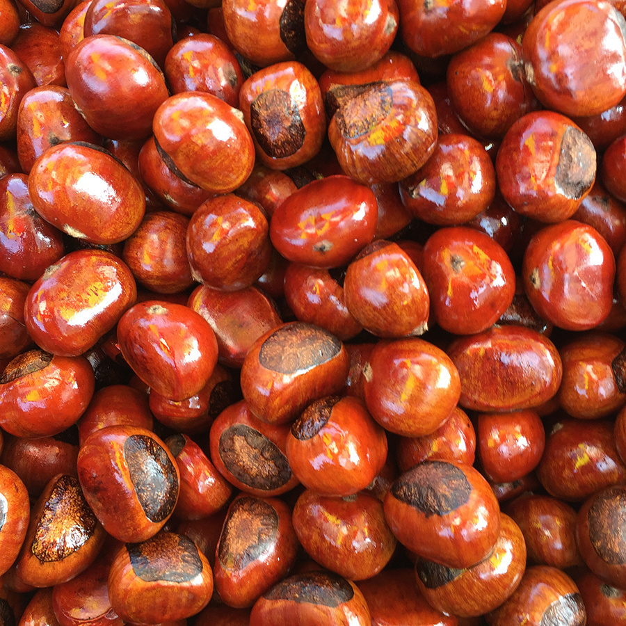 年 迁西熟板栗即食 糖炒栗子 炒熟的板栗