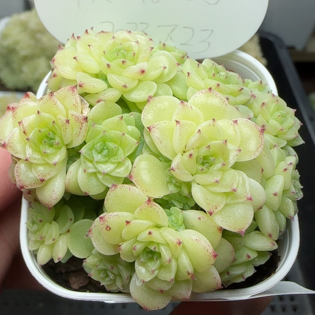 0130-205（模特-3）