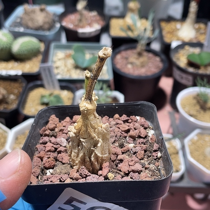 567波叶血莲块根，