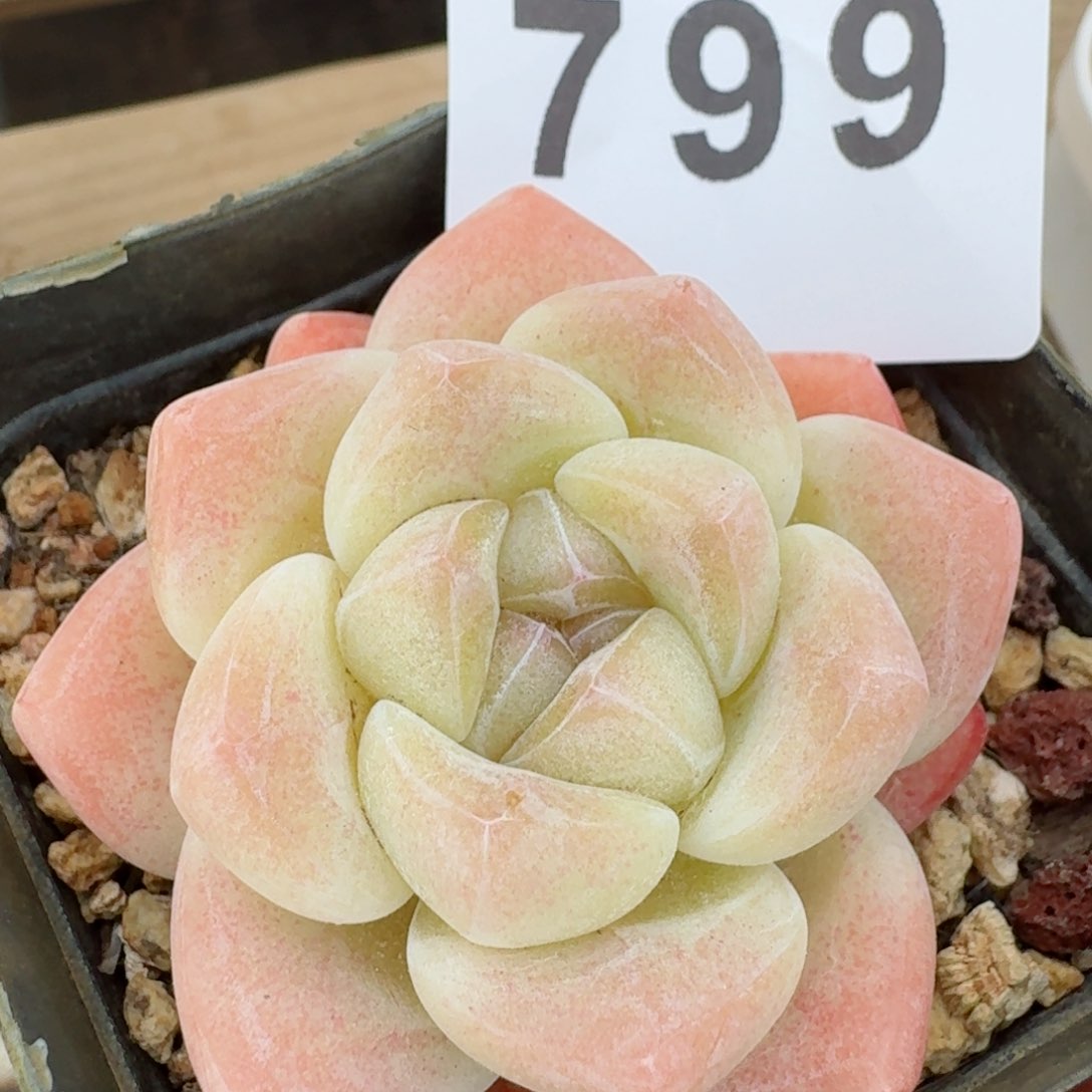 冰玉         多肉植物