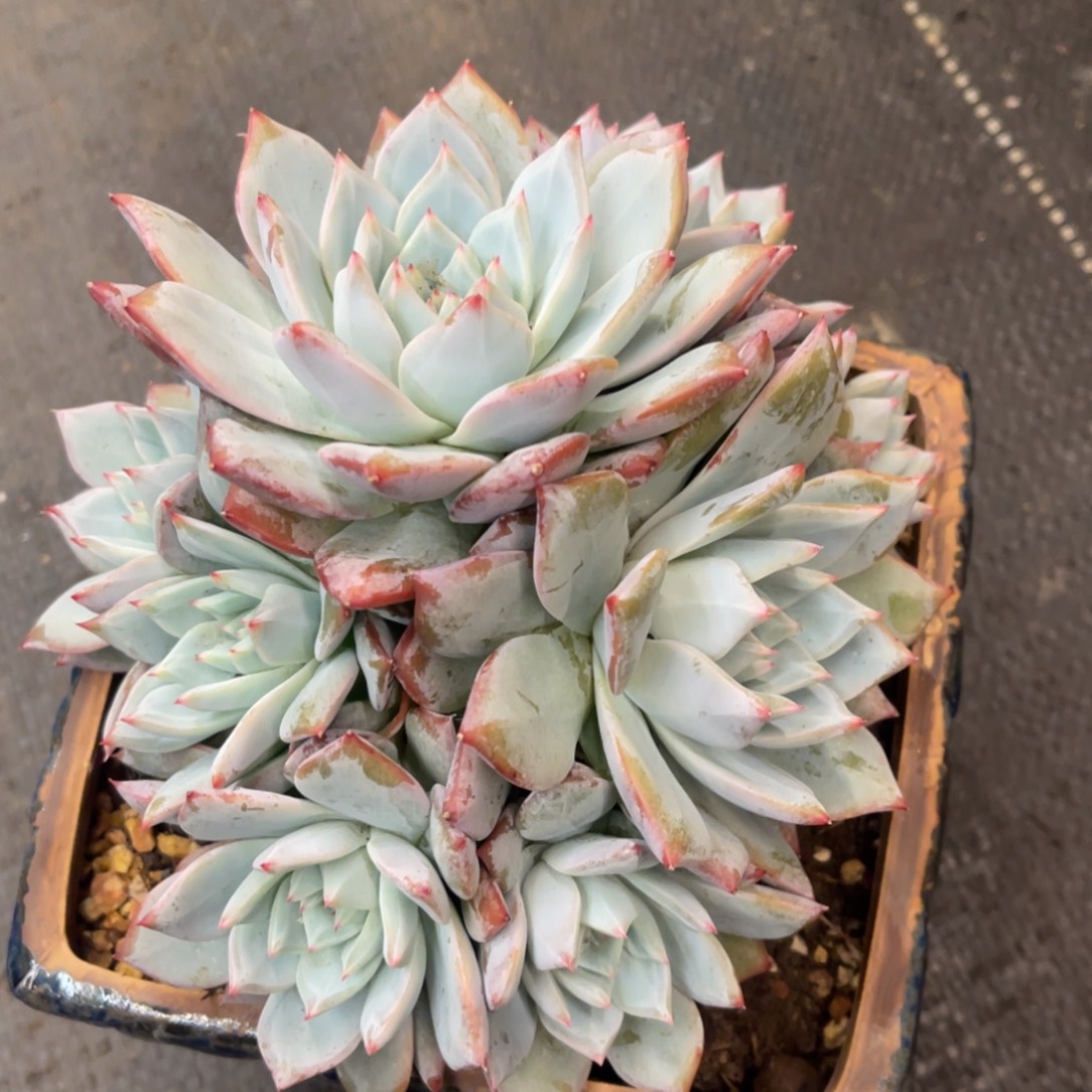 舜****8668686868686866838833